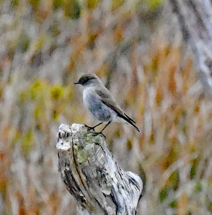 Dark-faced Ground-Tyrant - Richard Taylor