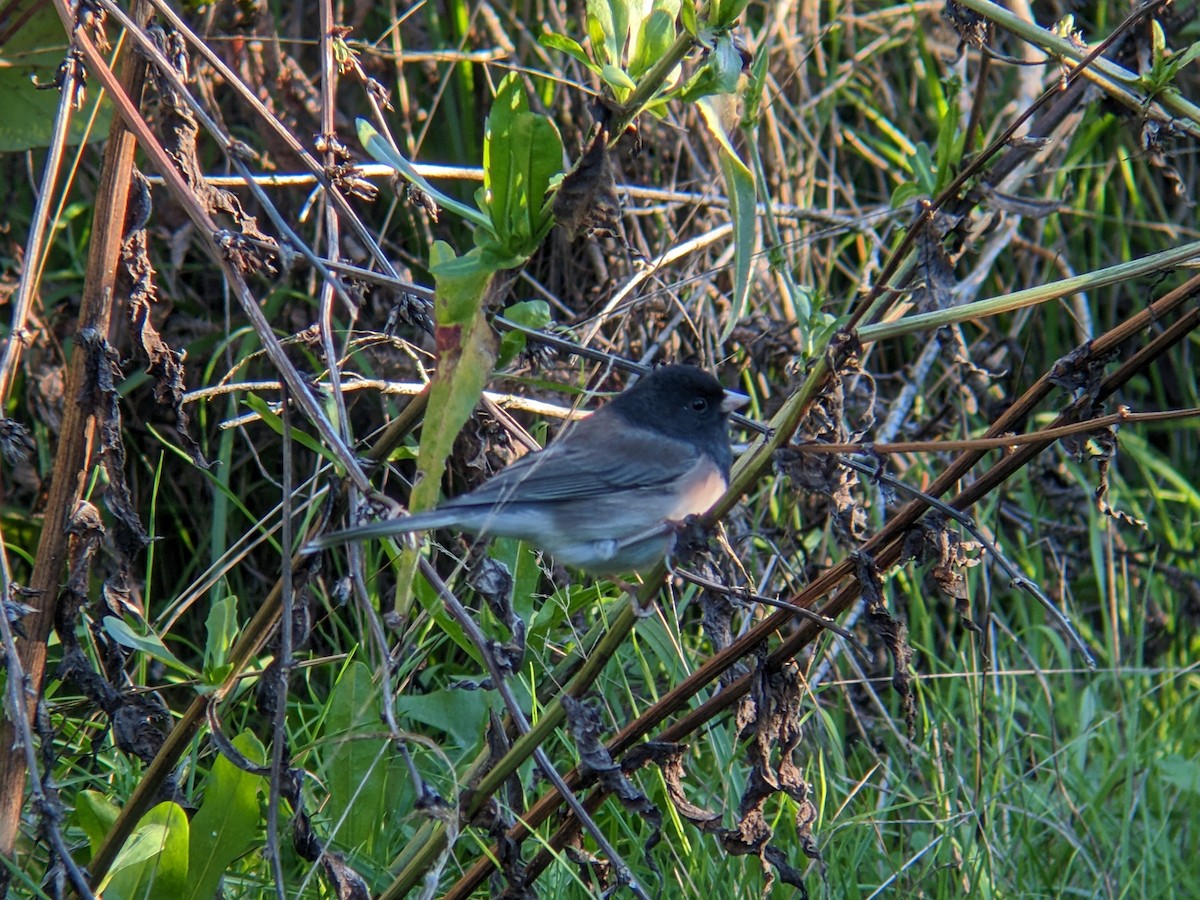 strnadec zimní [skupina oreganus] - ML614119723