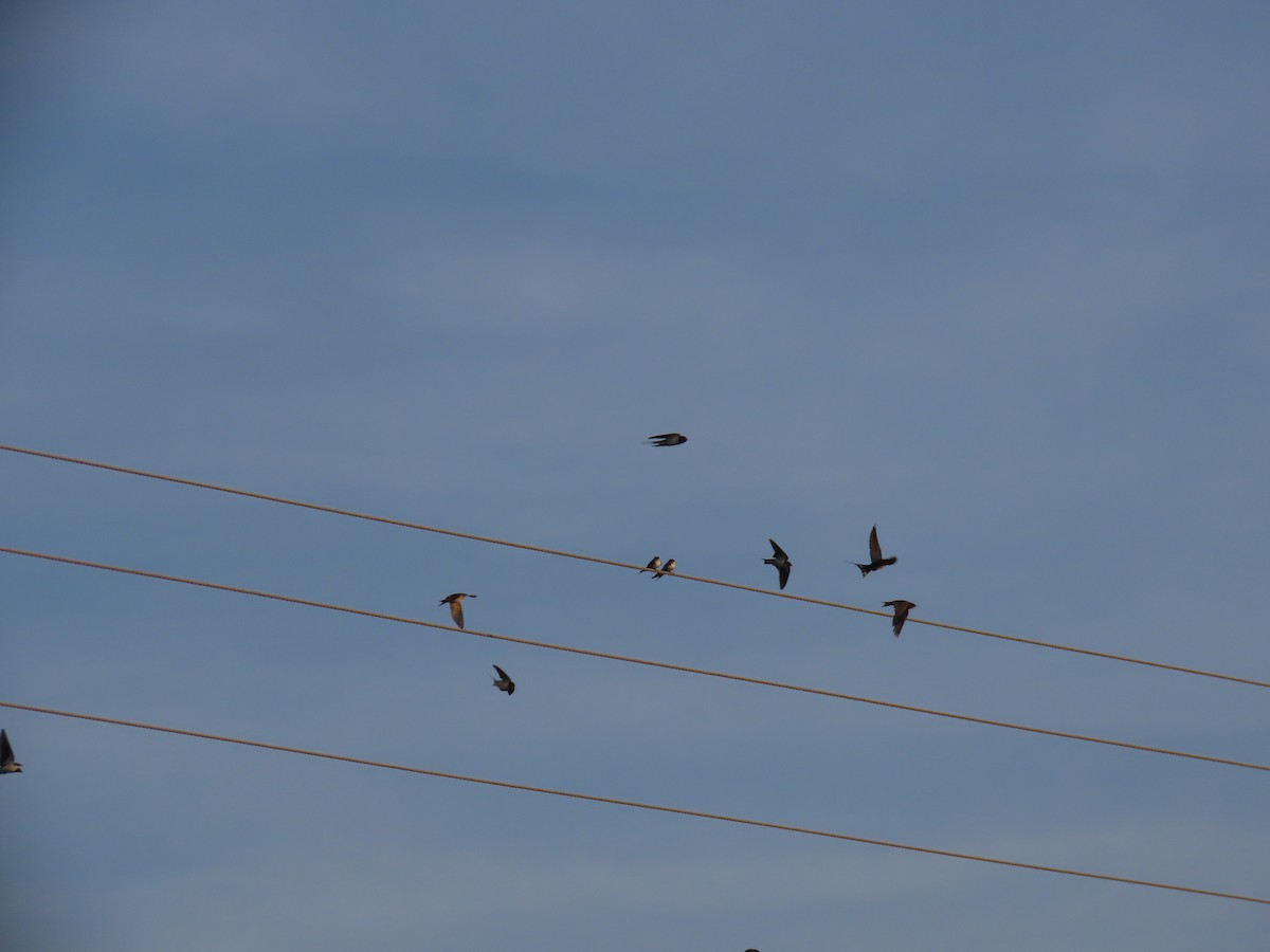 Barn Swallow - Shilpa Gadgil