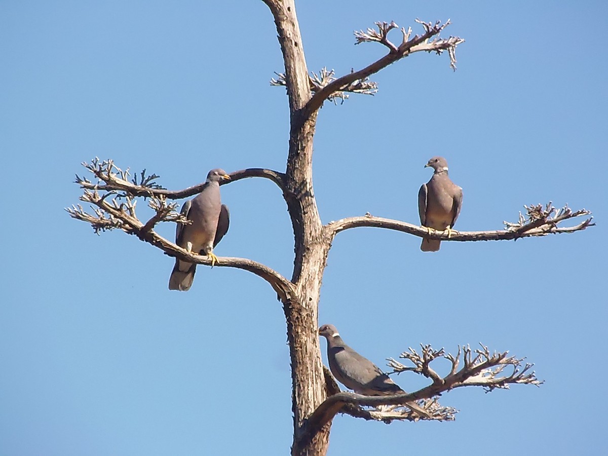 Band-tailed Pigeon - ML61411981