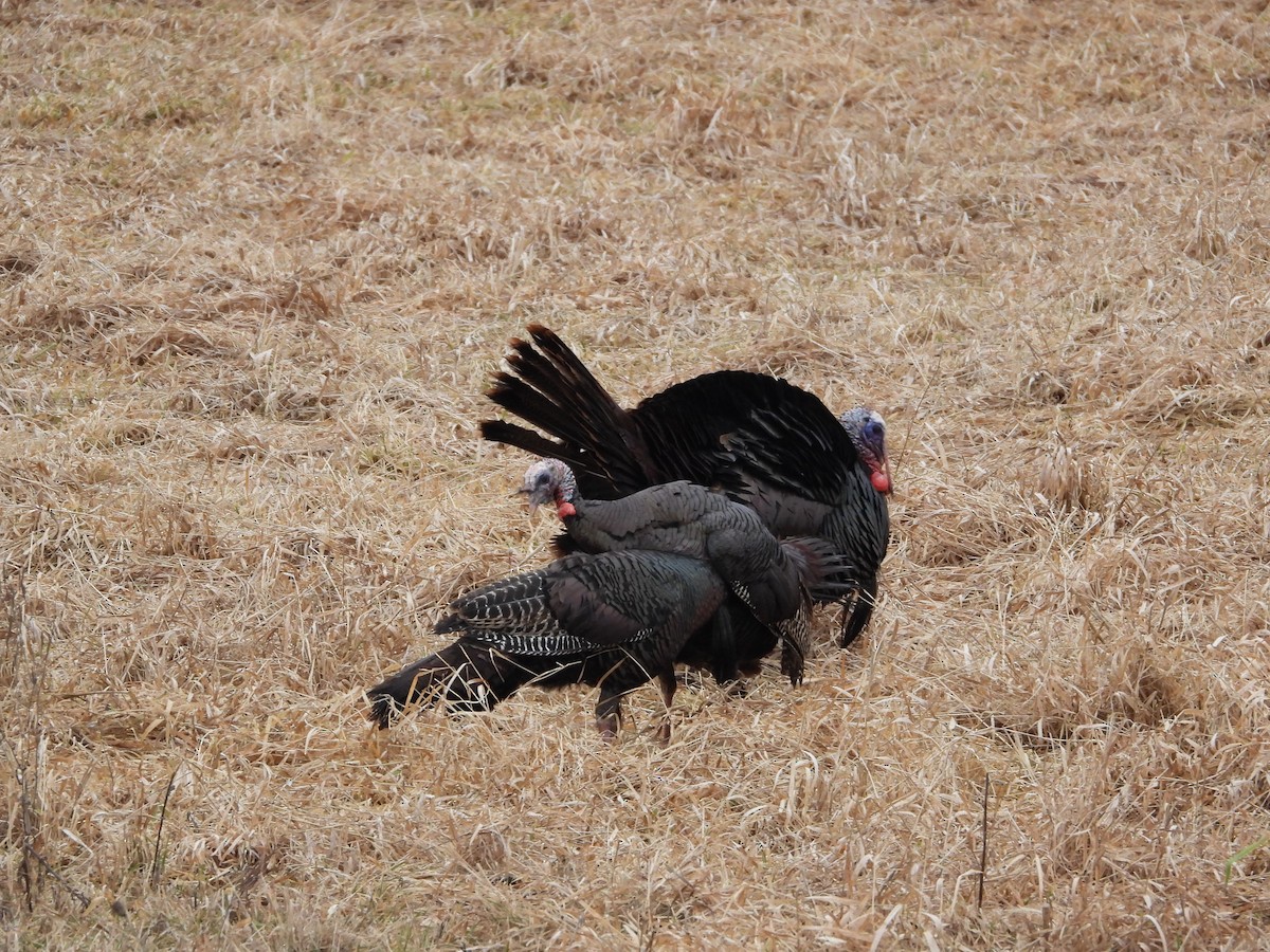 Wild Turkey - ML614119824