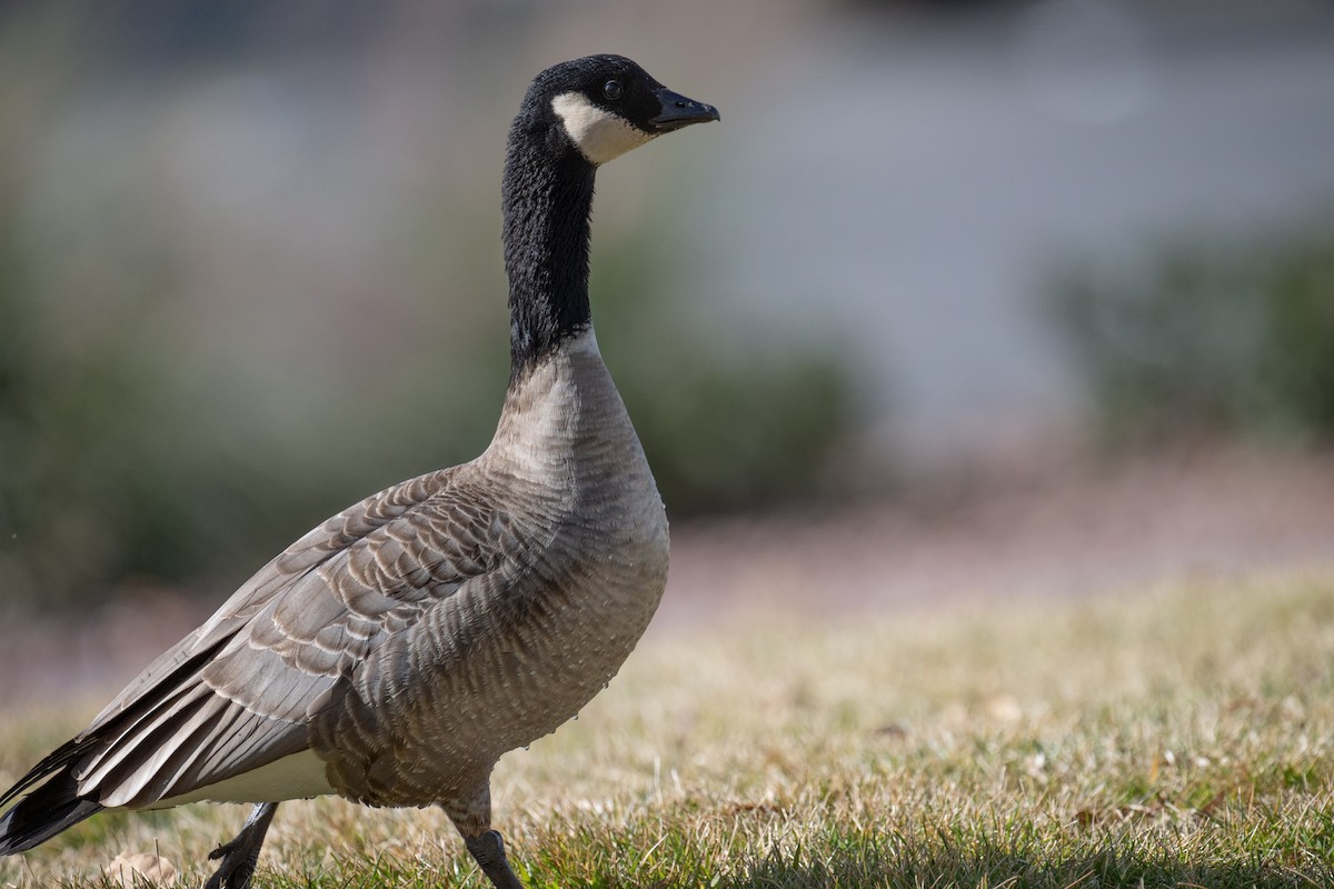 Cackling Goose - ML614119870