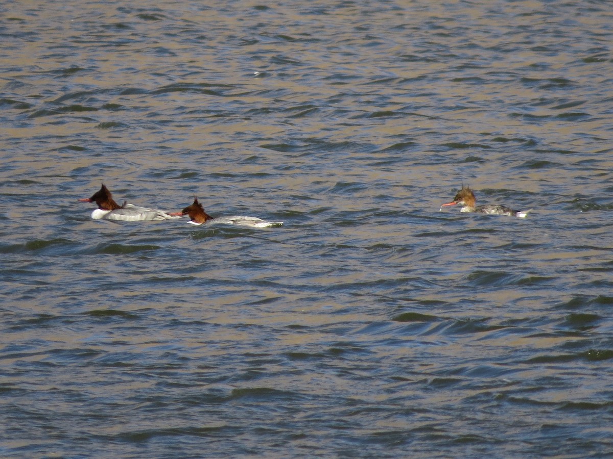 Red-breasted Merganser - Leona Mukai