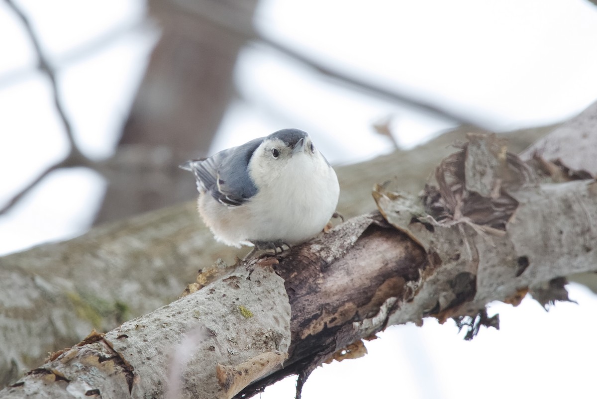 White-breasted Nuthatch - ML614119972