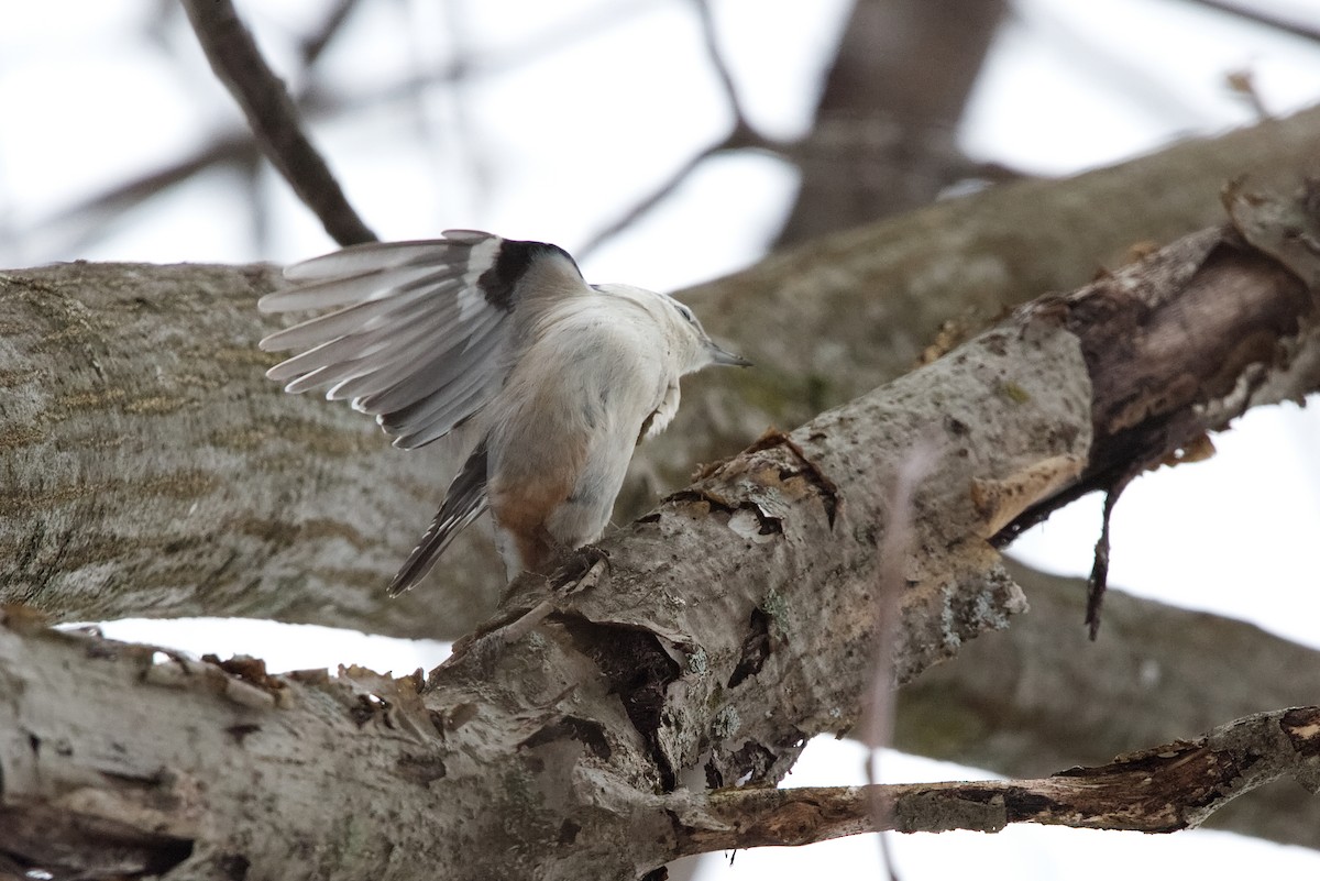 White-breasted Nuthatch - ML614119975