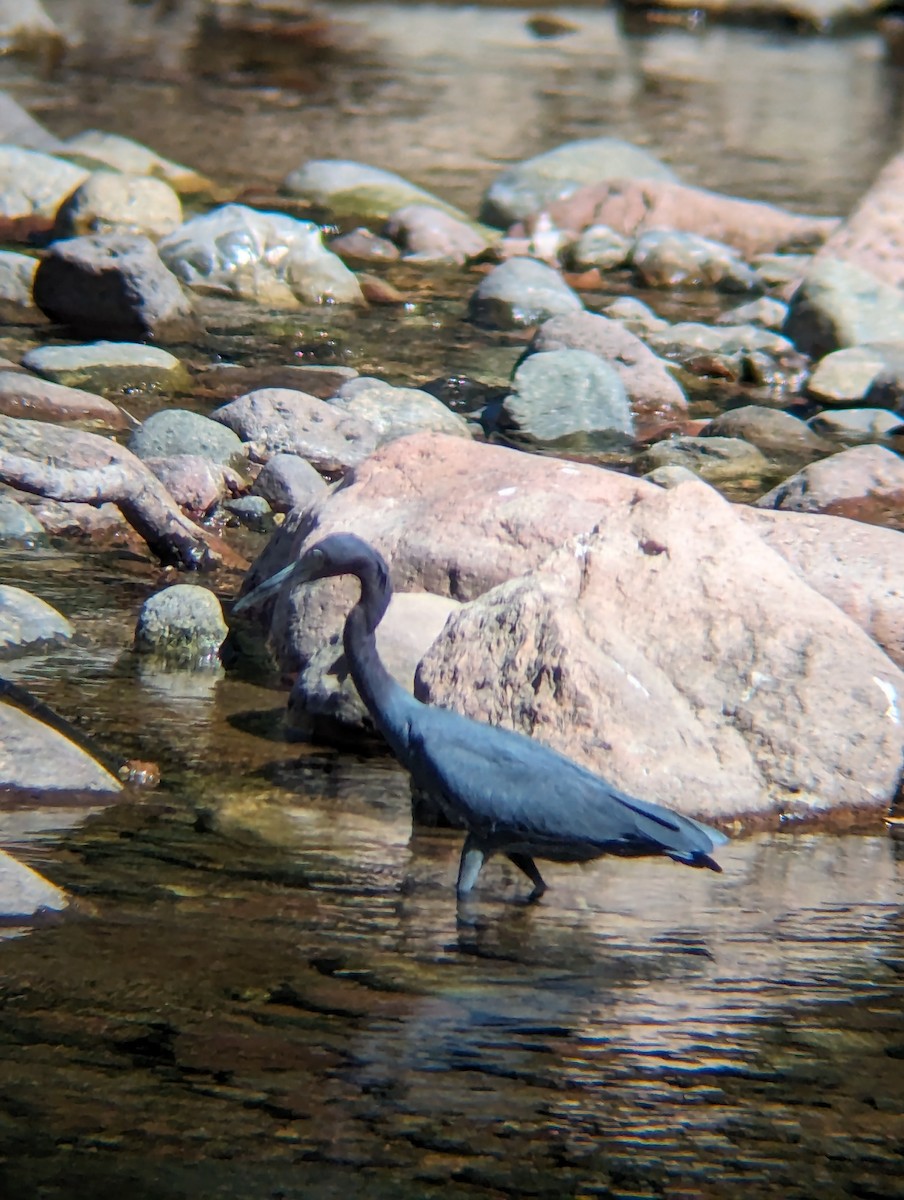 Little Blue Heron - Shelley Funai