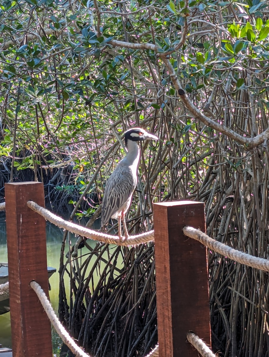 Yellow-crowned Night Heron - ML614120102