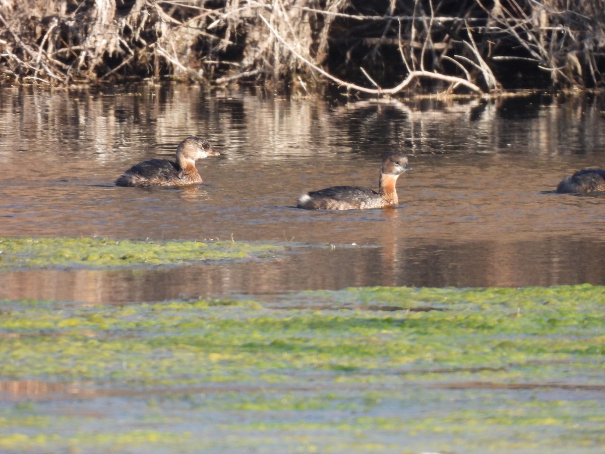 Pied-billed Grebe - ML614120169