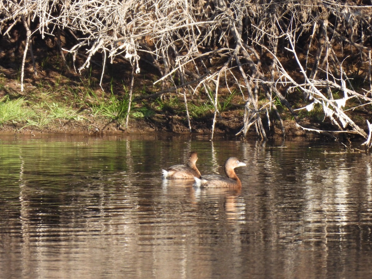 Pied-billed Grebe - ML614120170