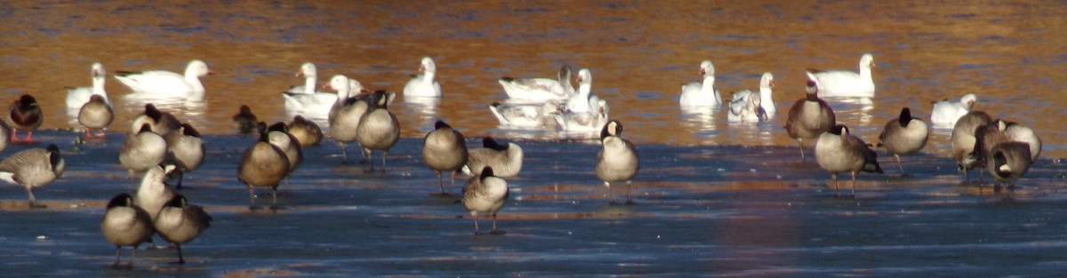 Snow Goose - ML614120195