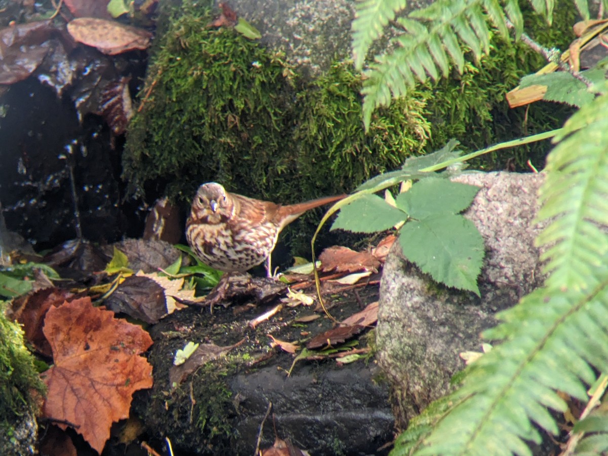 strnadec kaštanový (ssp. iliaca/zaboria) - ML614120257