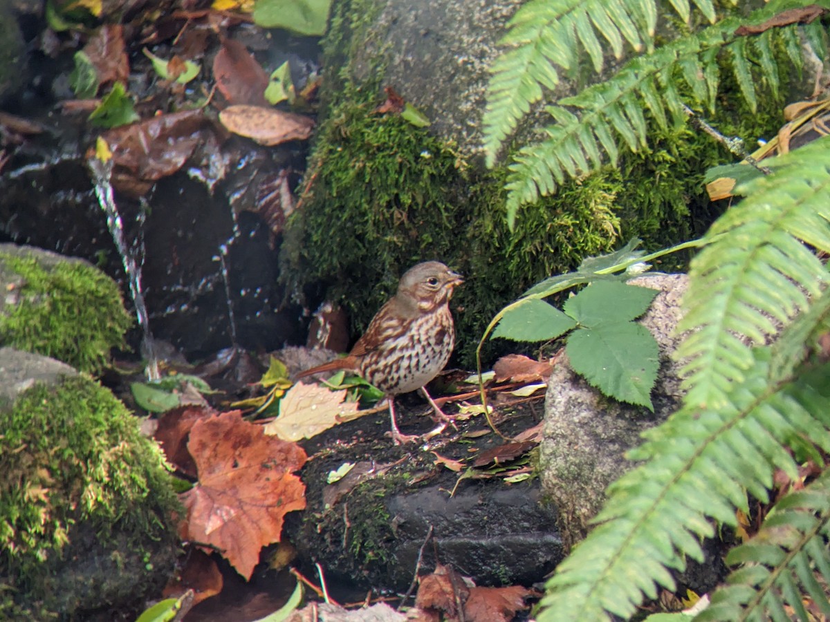 strnadec kaštanový (ssp. iliaca/zaboria) - ML614120258
