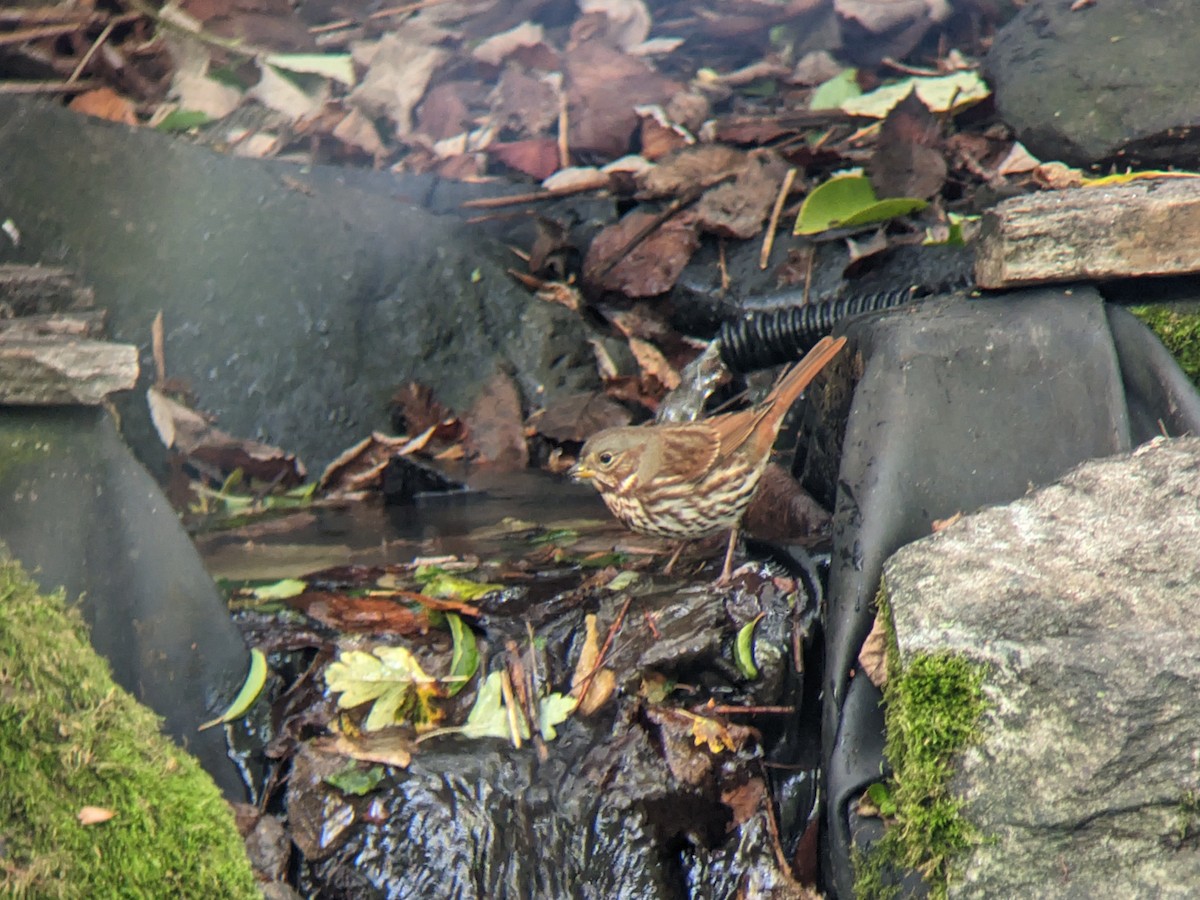 strnadec kaštanový (ssp. iliaca/zaboria) - ML614120259