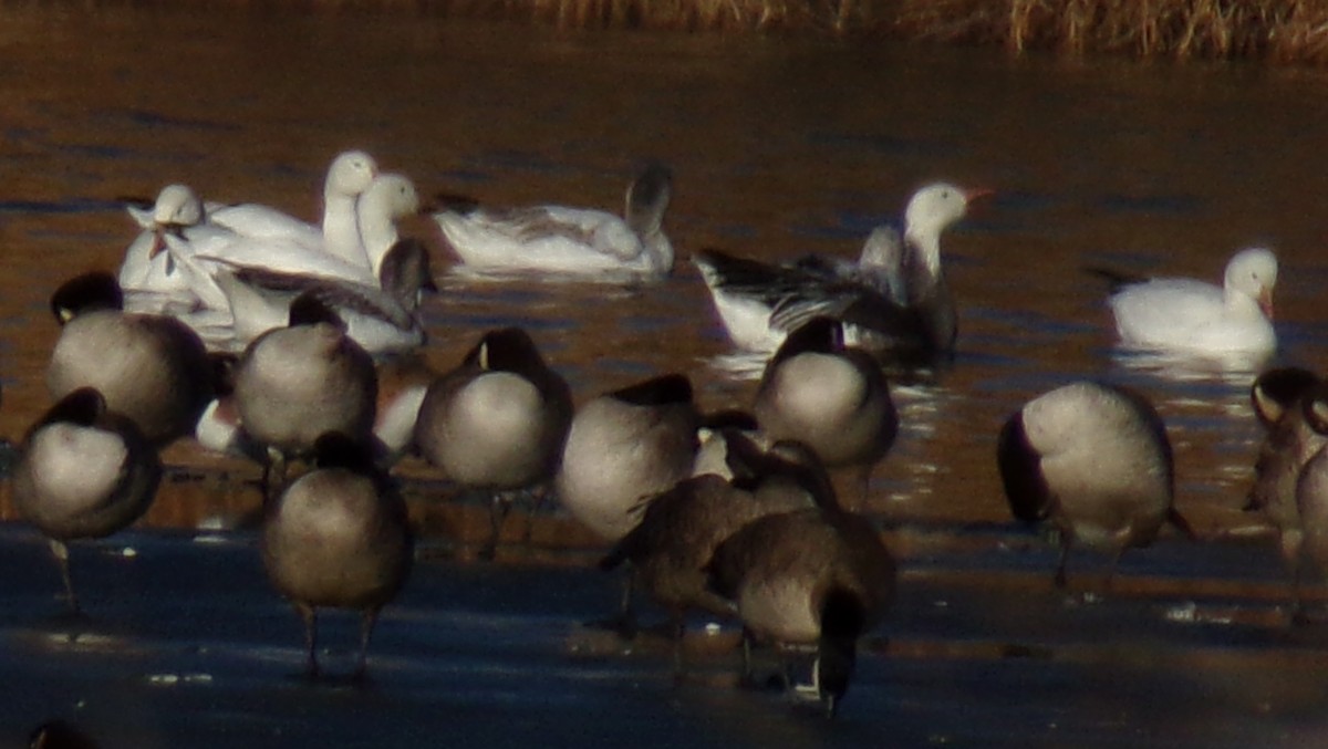 Snow Goose - ML614120261