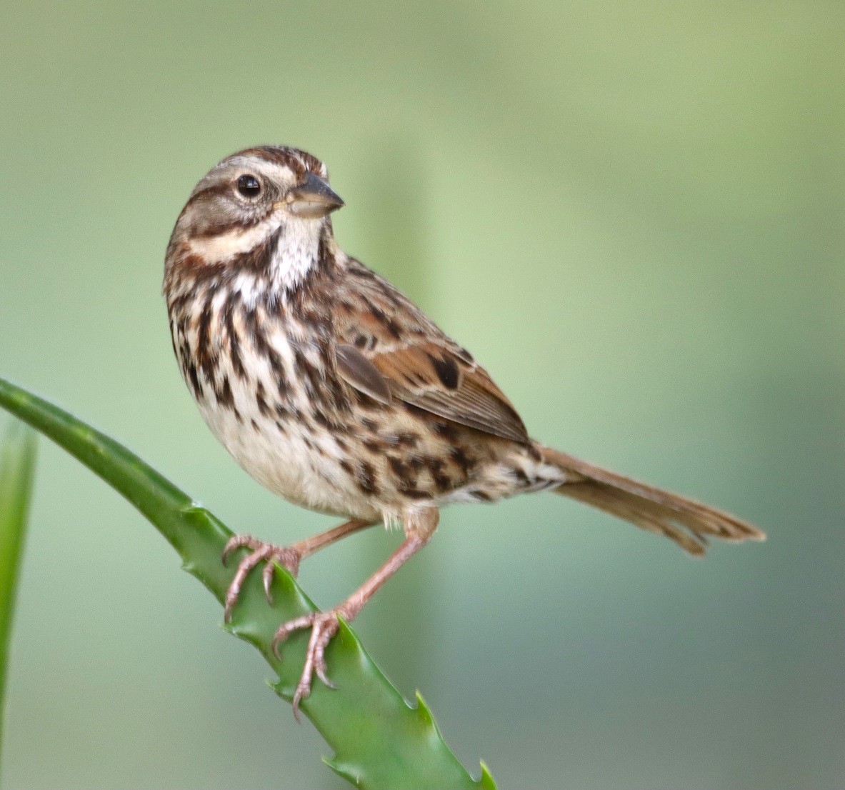 Song Sparrow - ML614120341