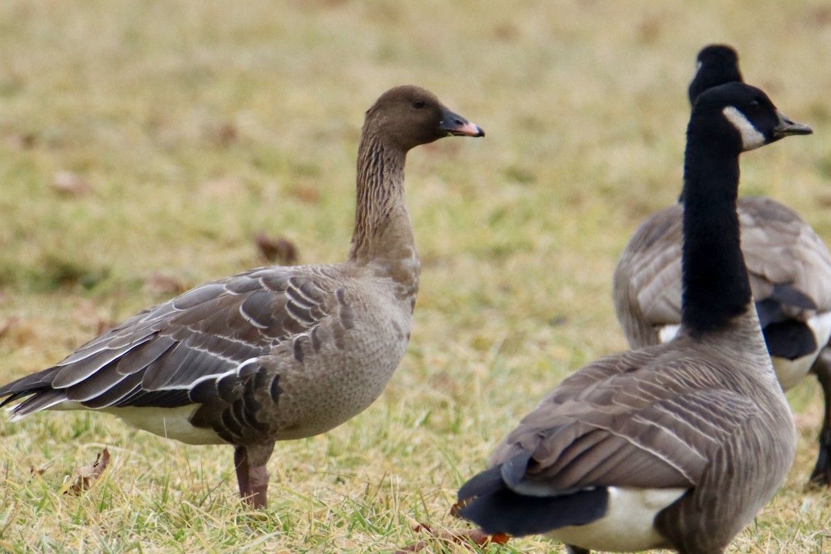 Pink-footed Goose - Monica Nichols