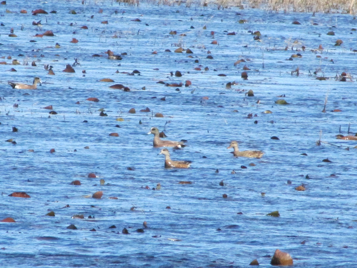 American Wigeon - Andy Harrison