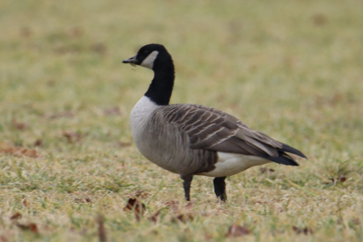 Canada Goose - Monica Nichols