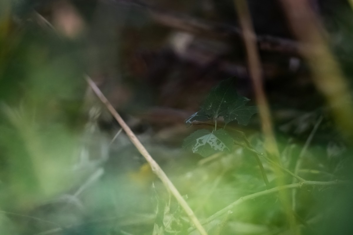 Fan-tailed Warbler - Adam Jackson