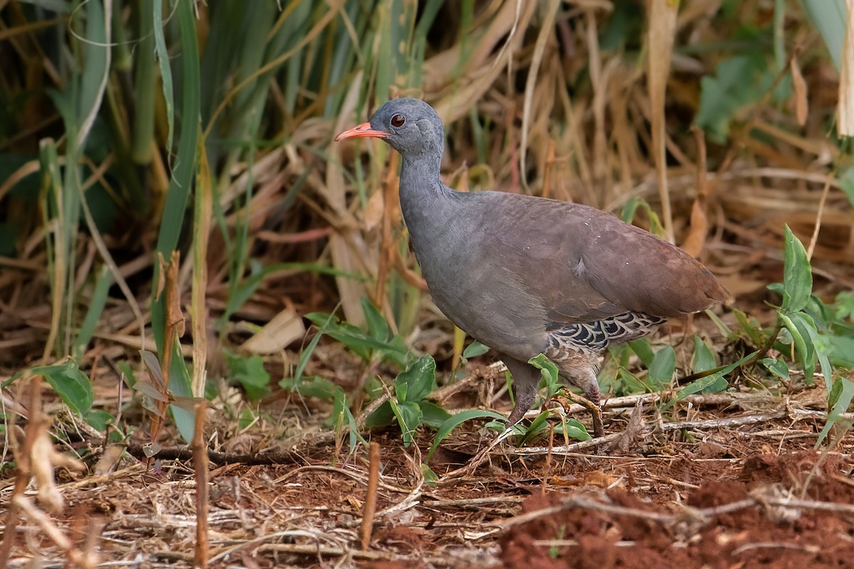 Tinamú Tataupá - ML614120457