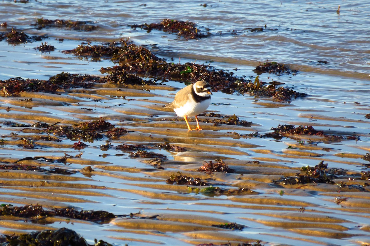 Common Ringed Plover - ML614120561