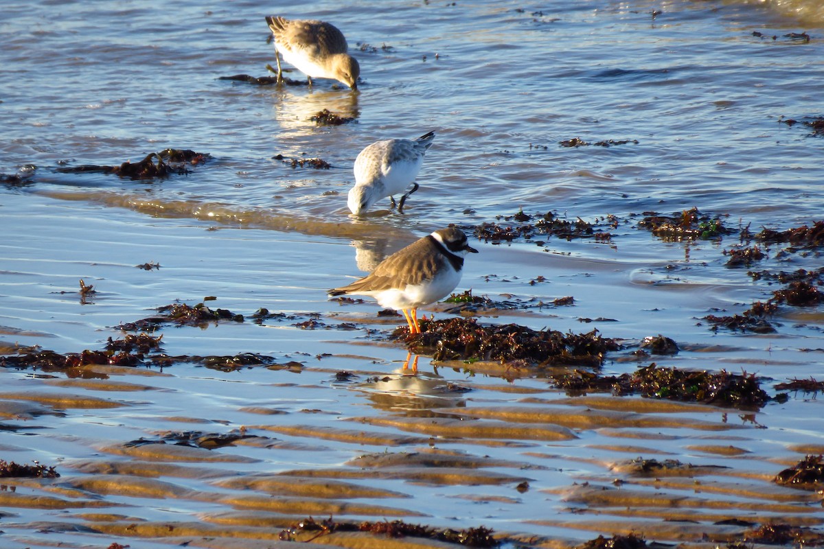 Common Ringed Plover - ML614120562