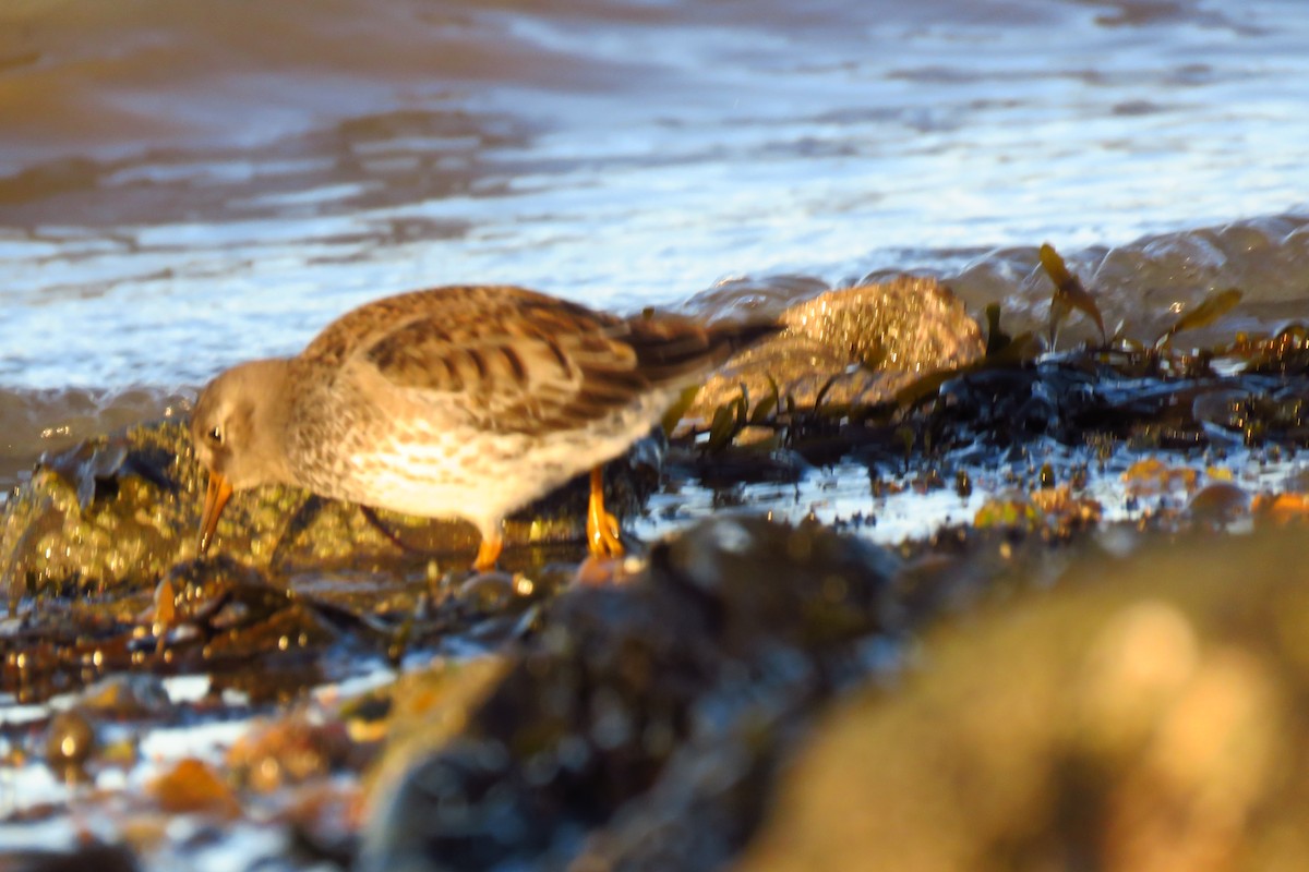 Purple Sandpiper - ML614120628