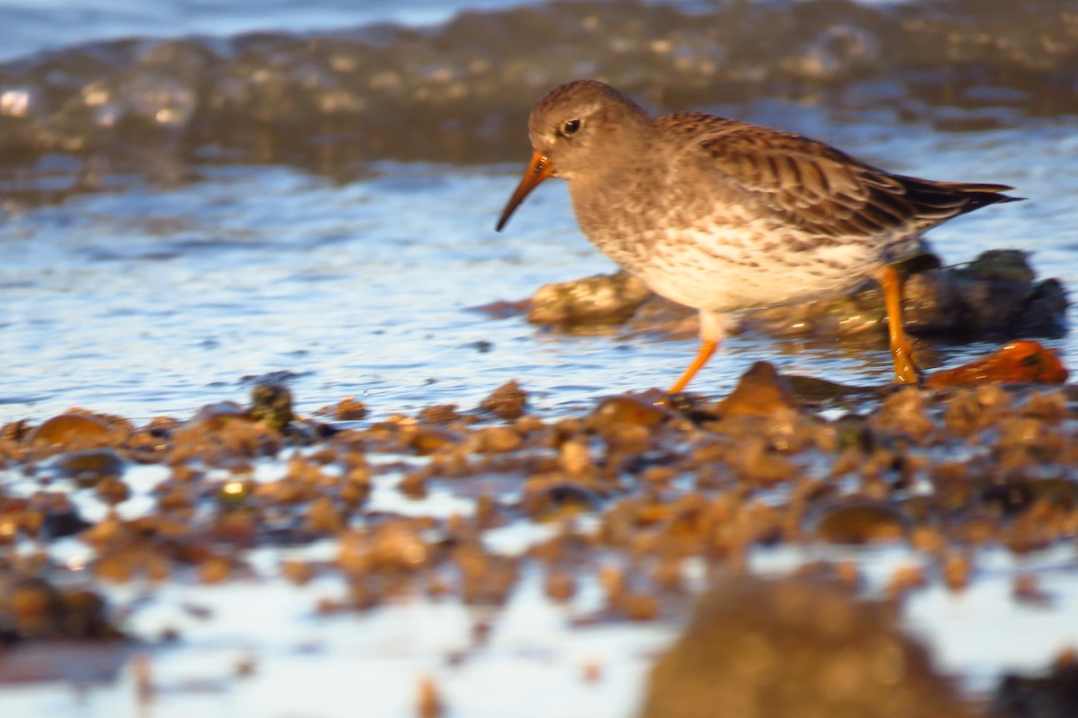 Purple Sandpiper - ML614120632