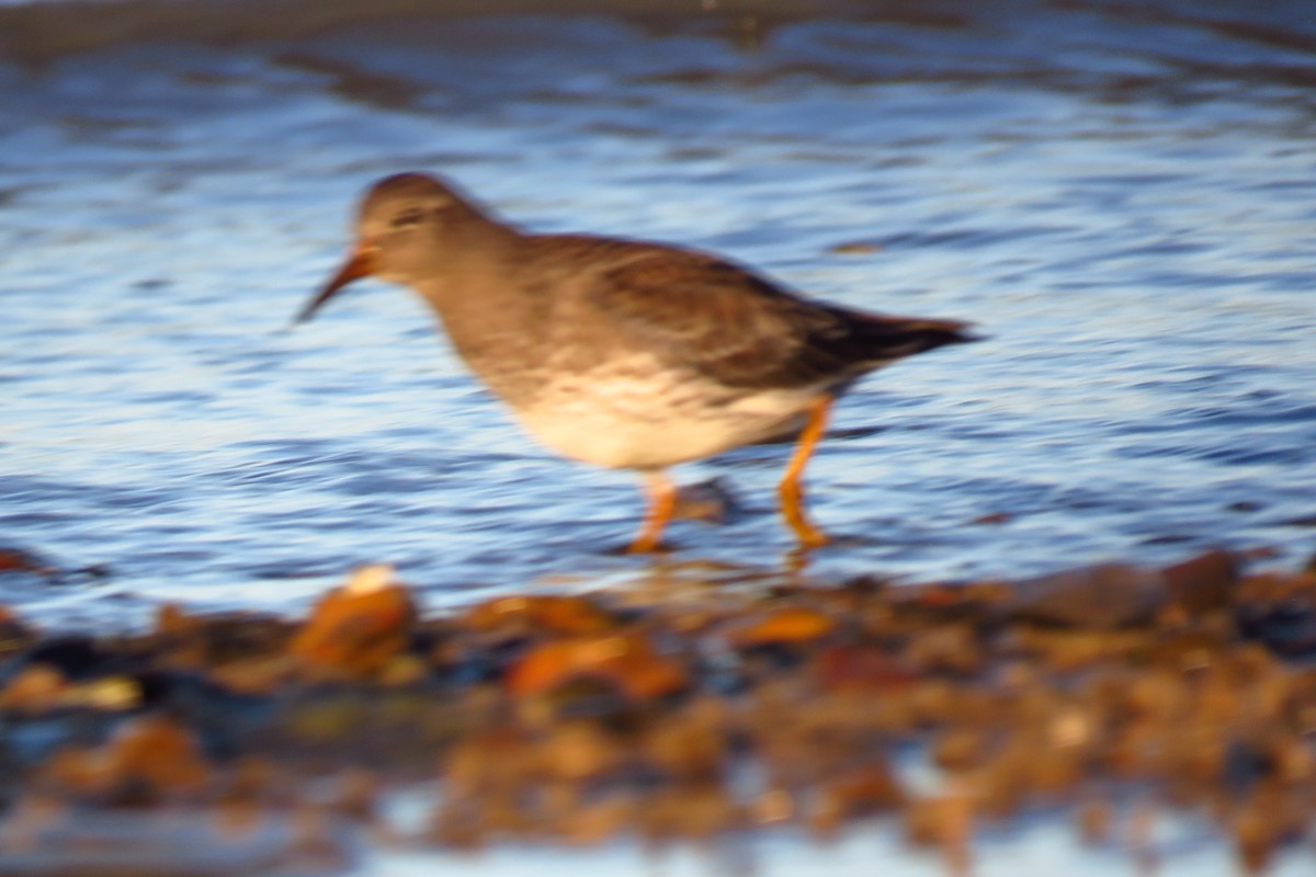 Purple Sandpiper - ML614120633