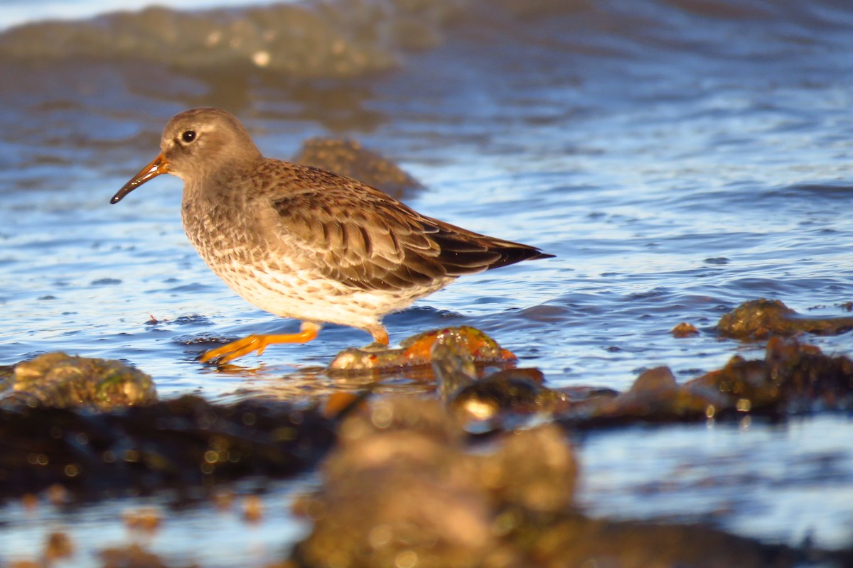 Purple Sandpiper - ML614120635