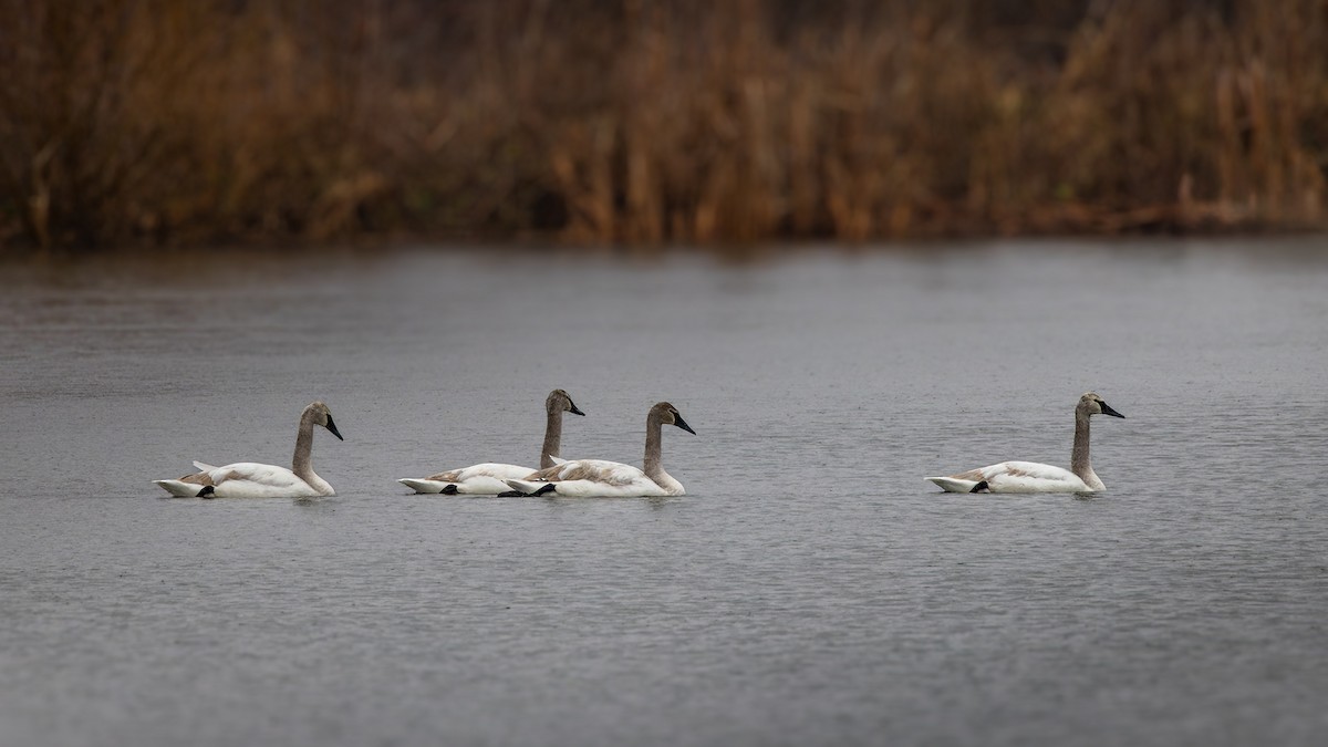 Cygne trompette - ML614120636