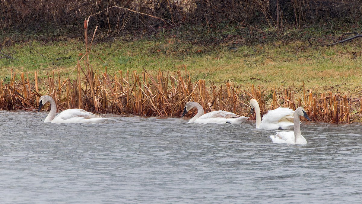 Trumpeter Swan - ML614120637