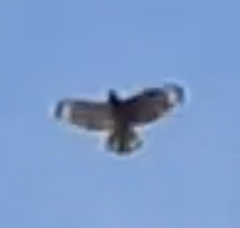 Red-shouldered Hawk - ML614120656