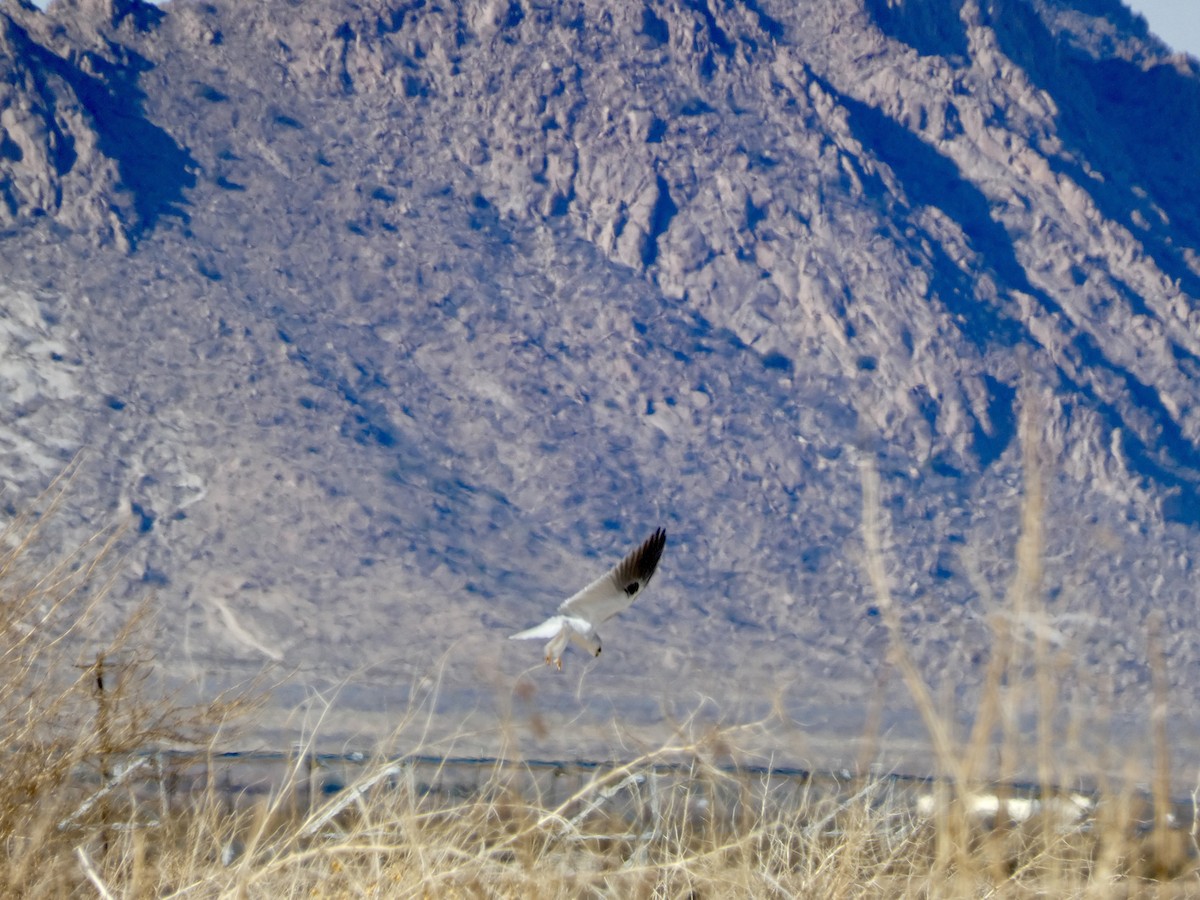 White-tailed Kite - ML614120686