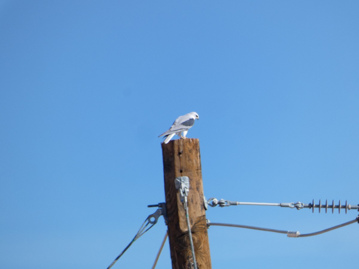 White-tailed Kite - ML614120687