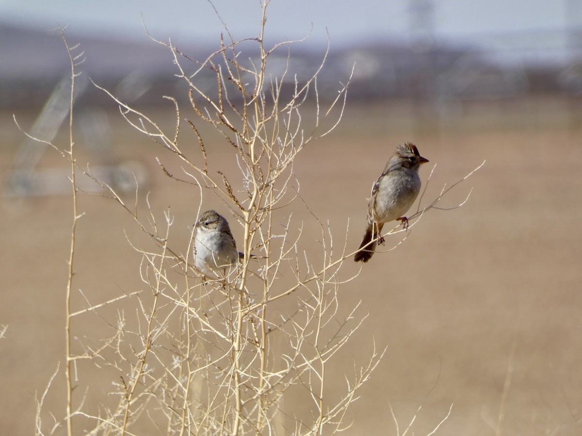 Brewer's Sparrow - ML614120709