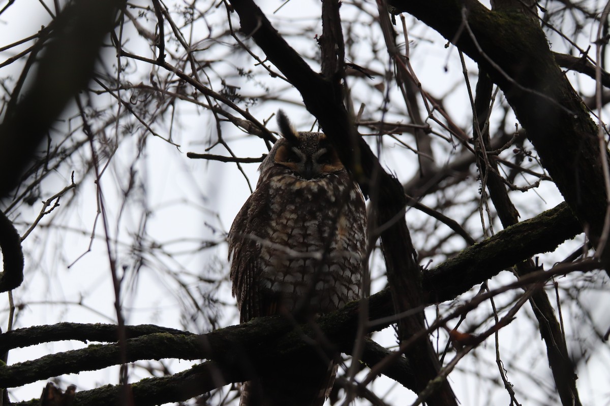 Long-eared Owl - ML614120719