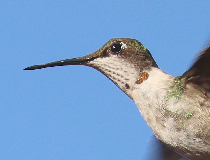 Ruby-throated Hummingbird - ML614120759