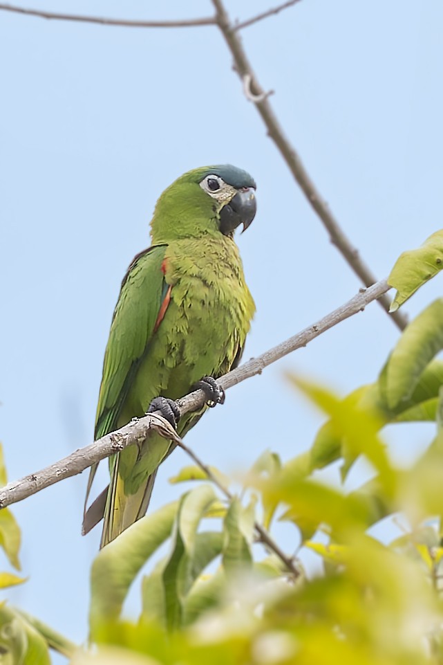 Red-shouldered Macaw - Bradley Hacker 🦜