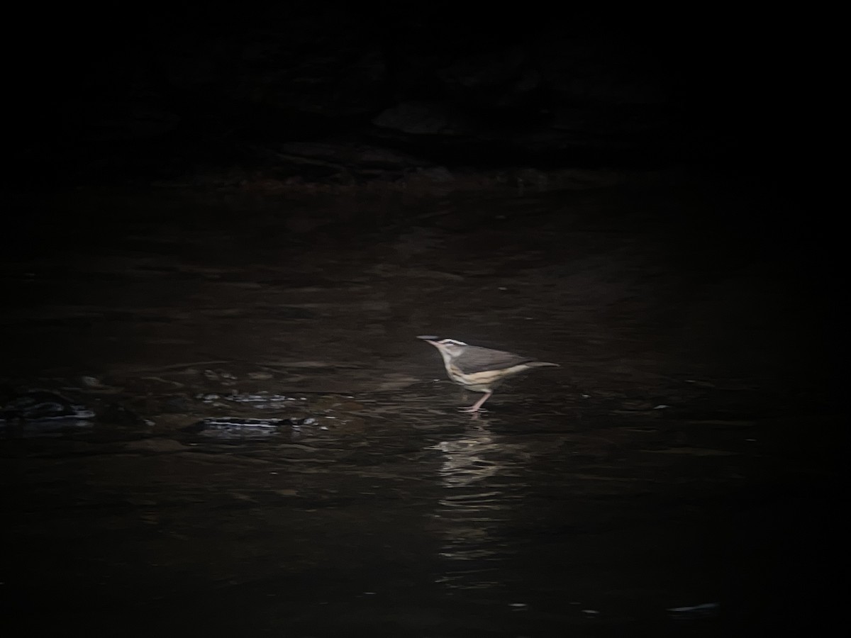 Louisiana Waterthrush - Vincent Weber