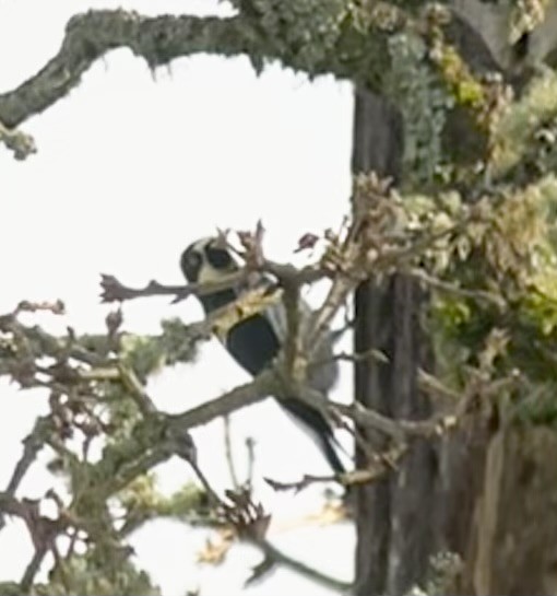 Acorn Woodpecker - ML614120863