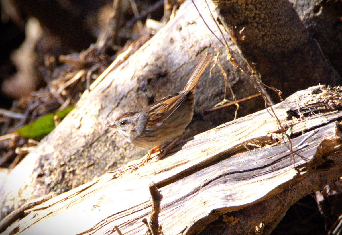 Swamp Sparrow - ML614120966