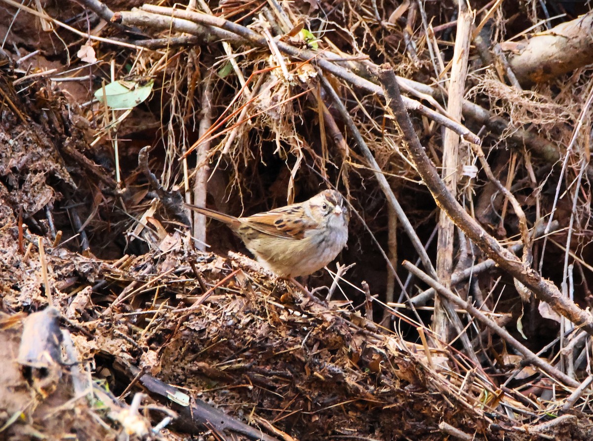 Swamp Sparrow - ML614120967