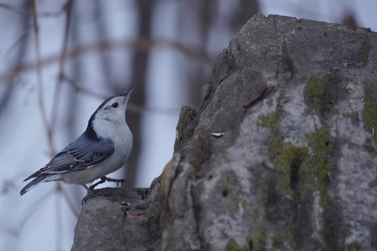 White-breasted Nuthatch - Louis-Etienne Rivet
