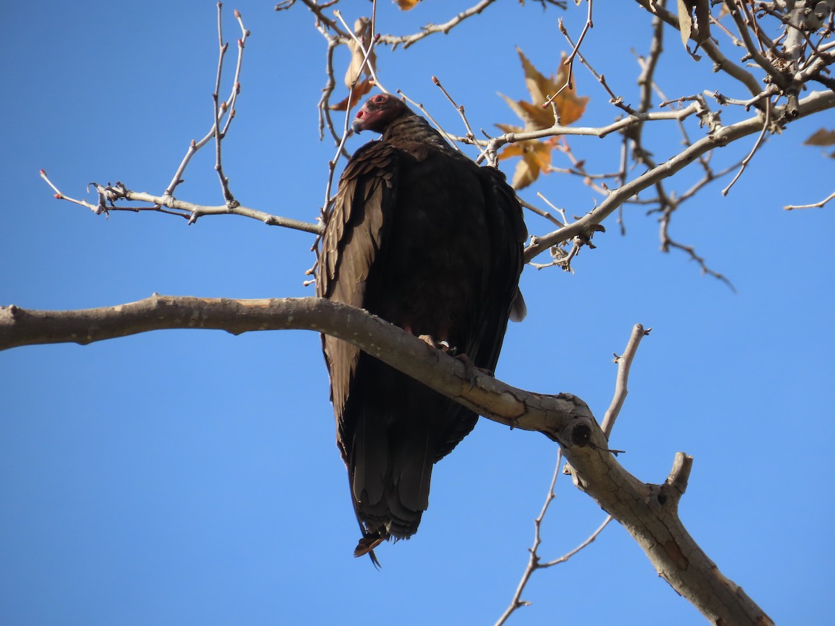 Turkey Vulture - ML614121129