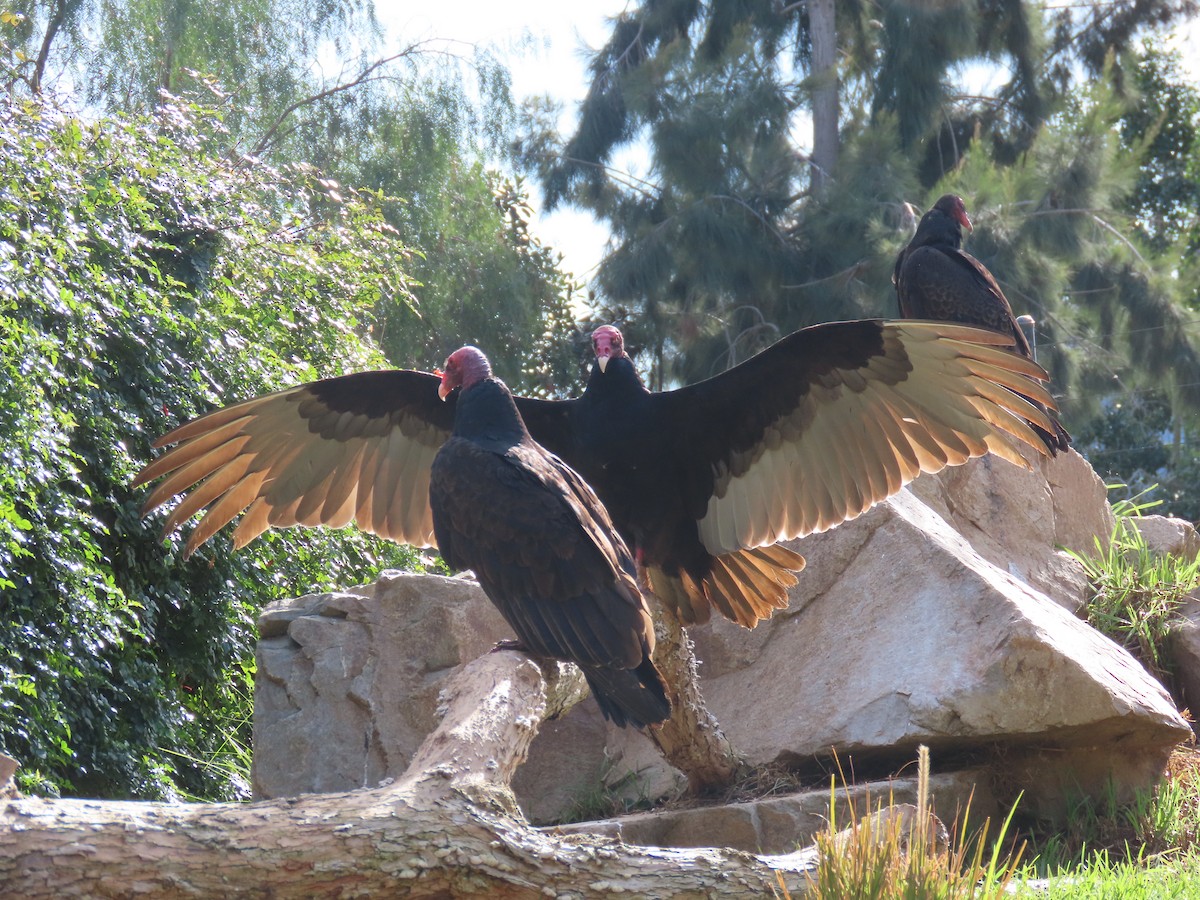 Turkey Vulture - ML614121136