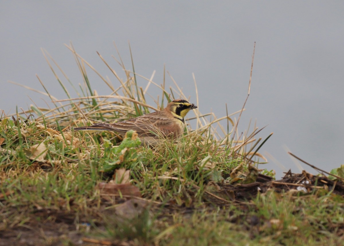 Horned Lark - Andrew S. Aldrich