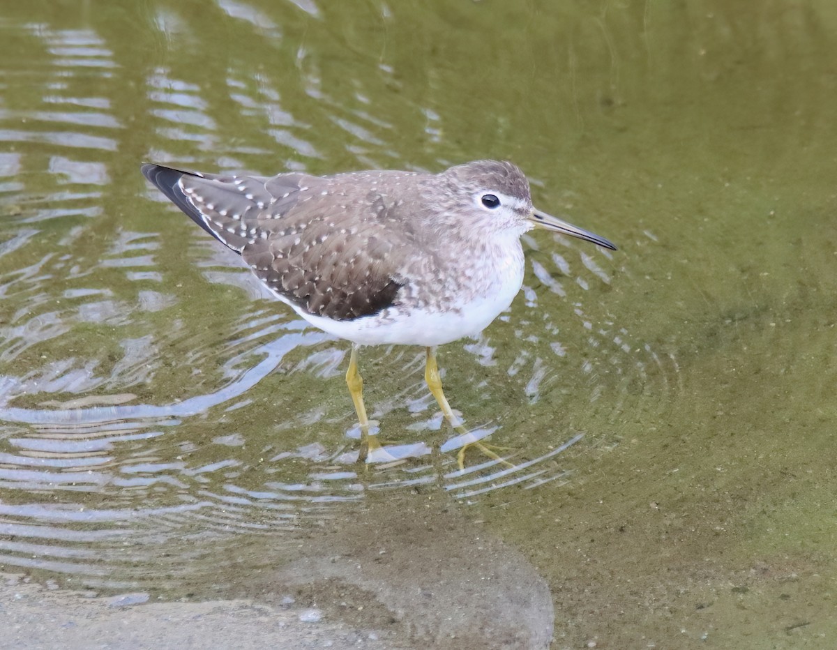 Solitary Sandpiper - ML614121235