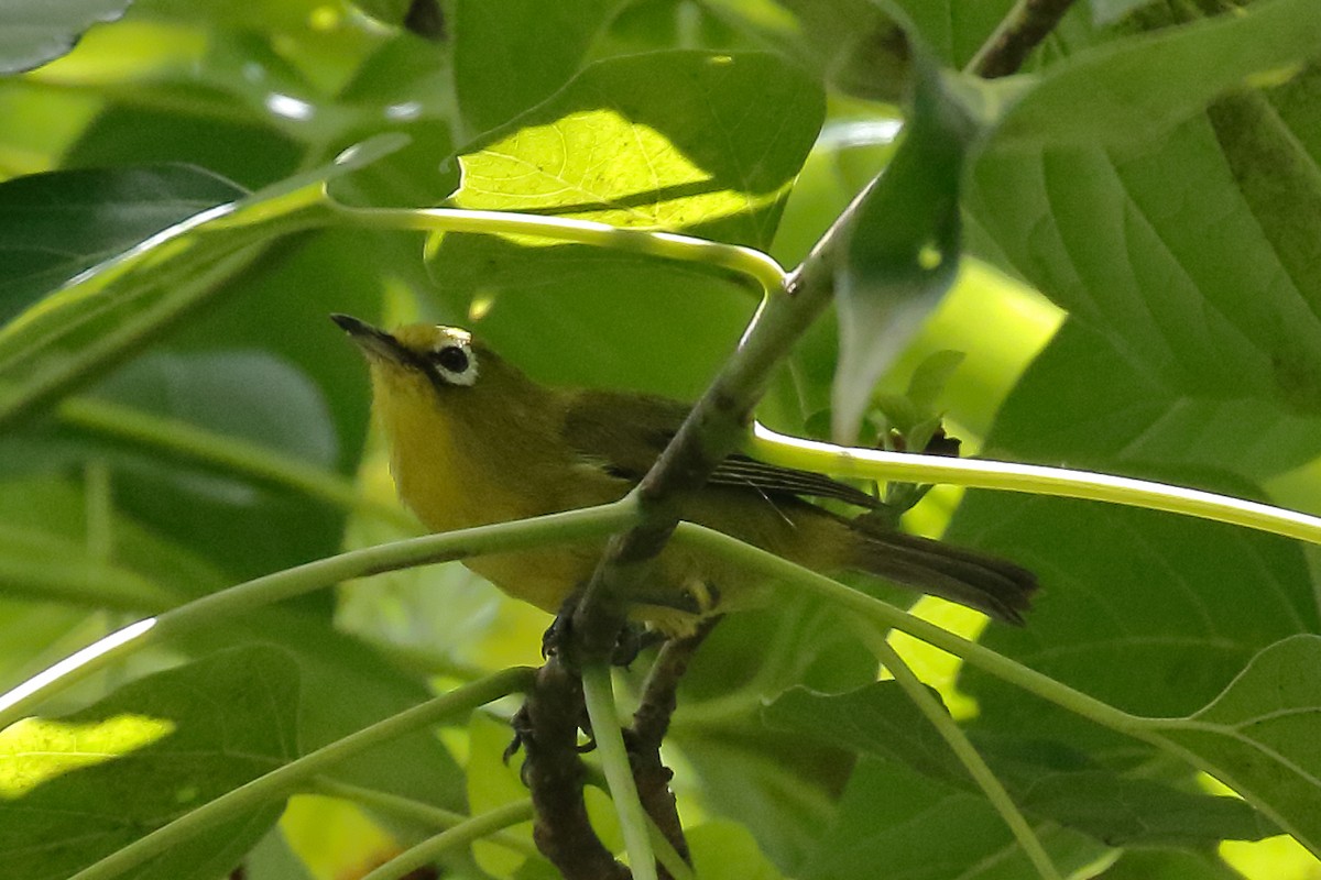 Yellow-fronted White-eye - Douglas Faulder