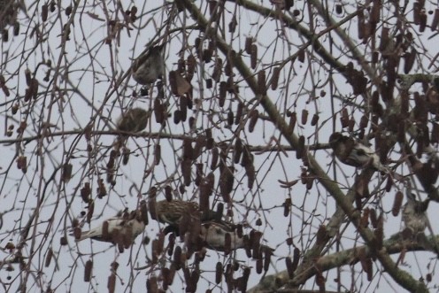 Common Redpoll - ML614121265